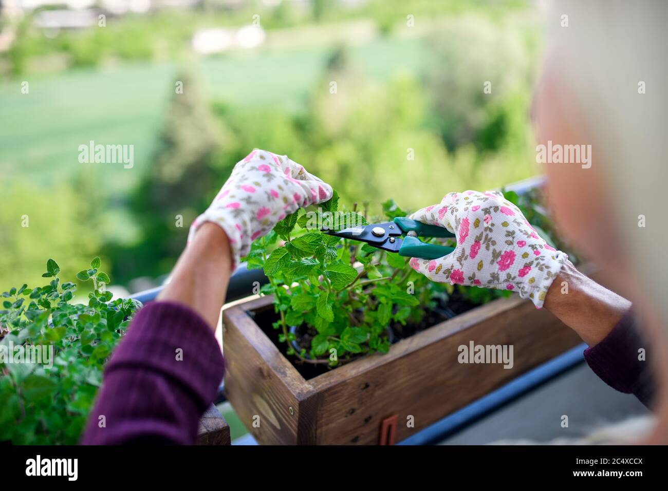 Unerkennbare Frau im Sommer auf dem Balkon gärtnern, Kräuter schneiden. Stockfoto