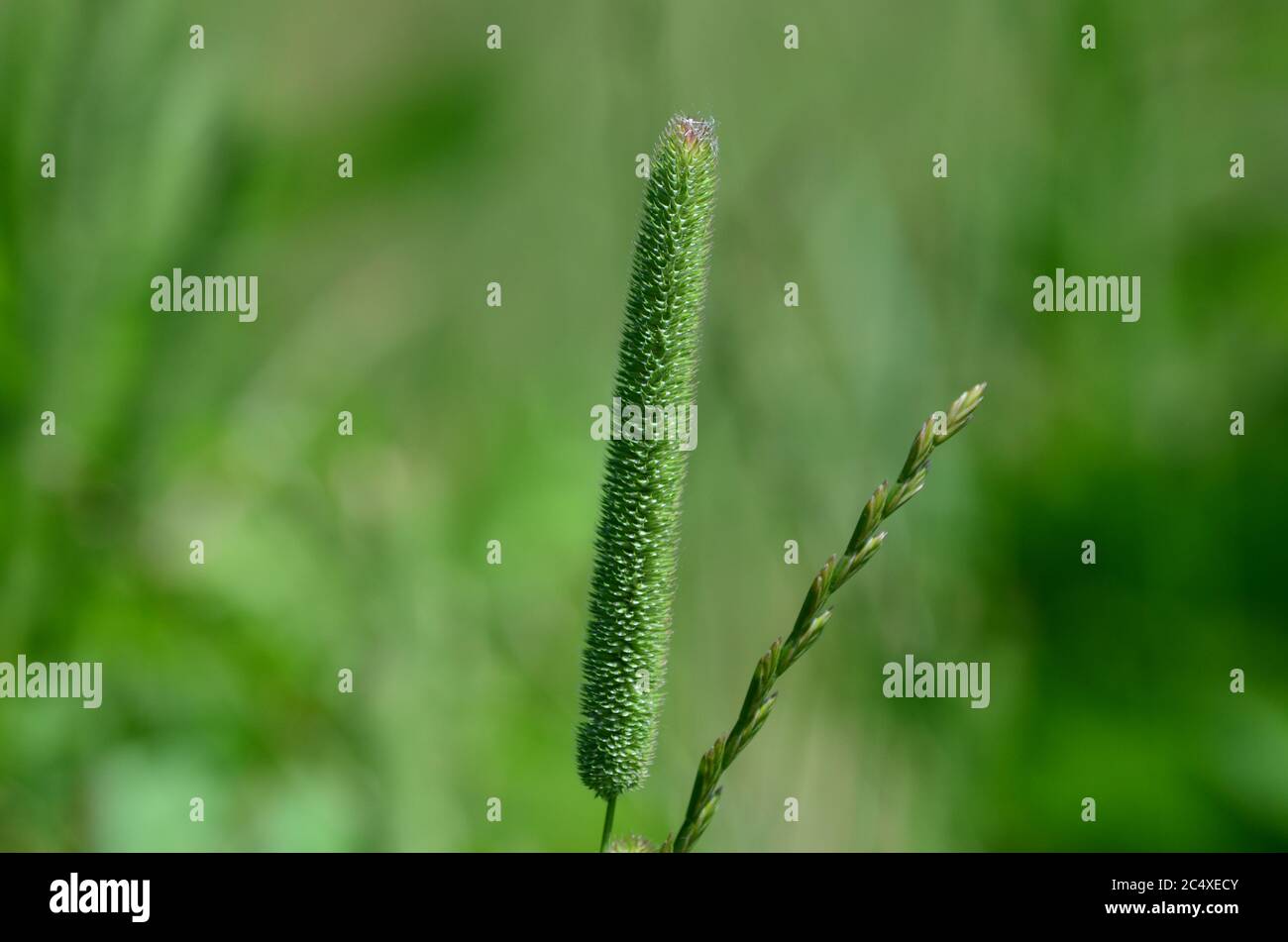 Phleum pratense, die Farbe der Grasblüten ist grün mit ein wenig lila. Schalen in der Form eines U Stockfoto