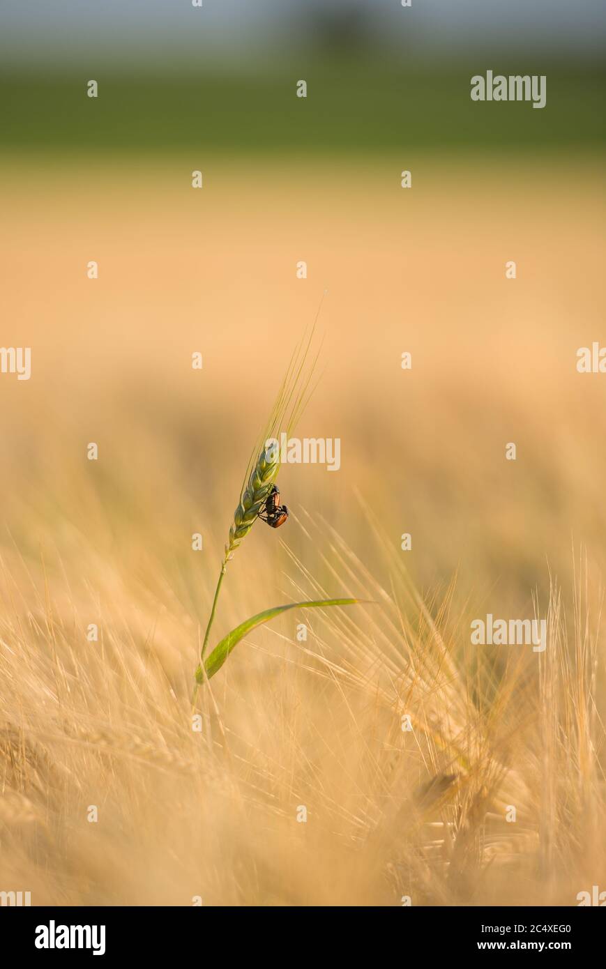 Zwei Käfer übereinander auf einer Ähre im Getreidefeld Stockfoto
