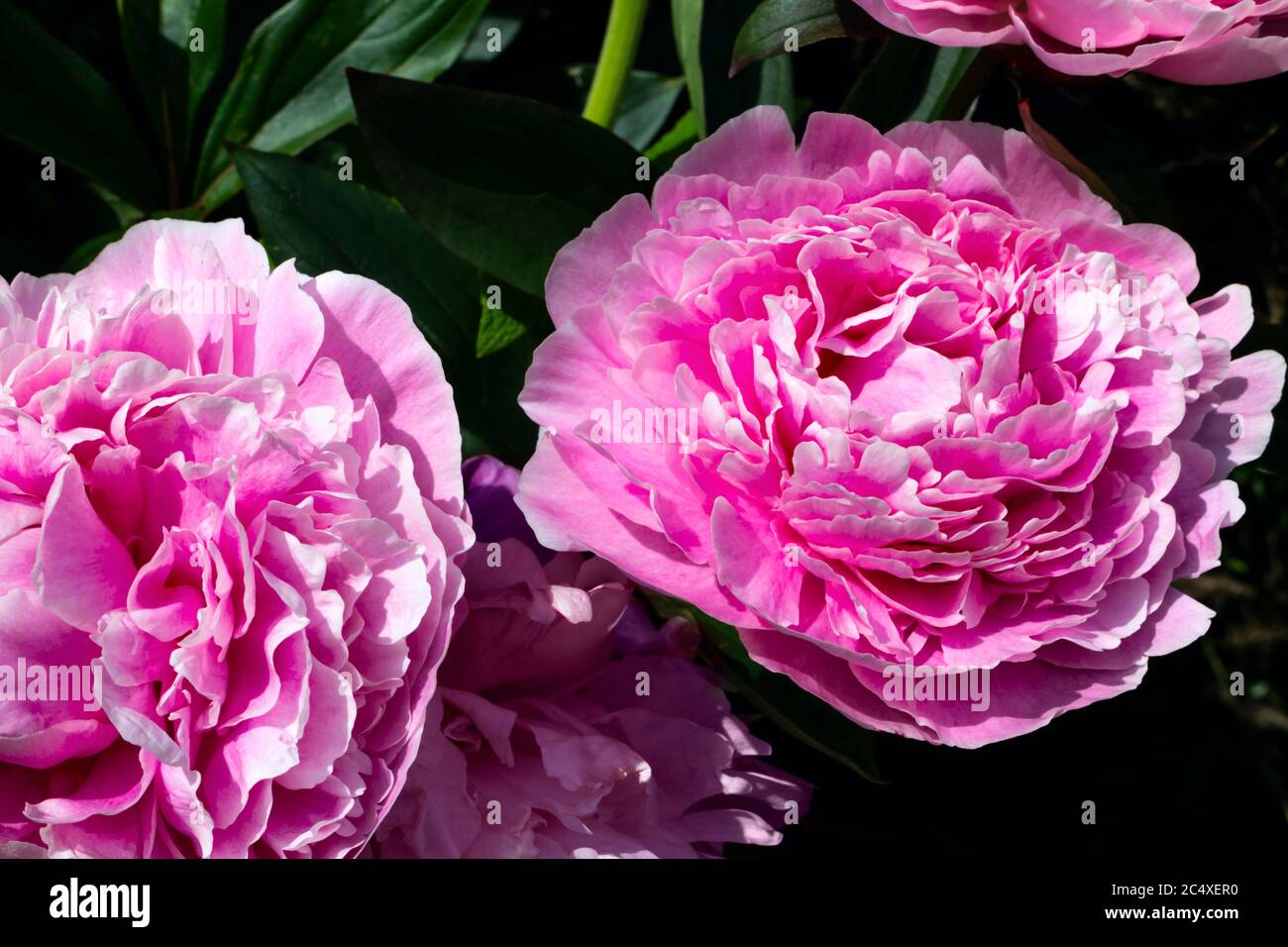 Rosafarbene krautige Pfingstrose in Blüte, Großbritannien. Stockfoto