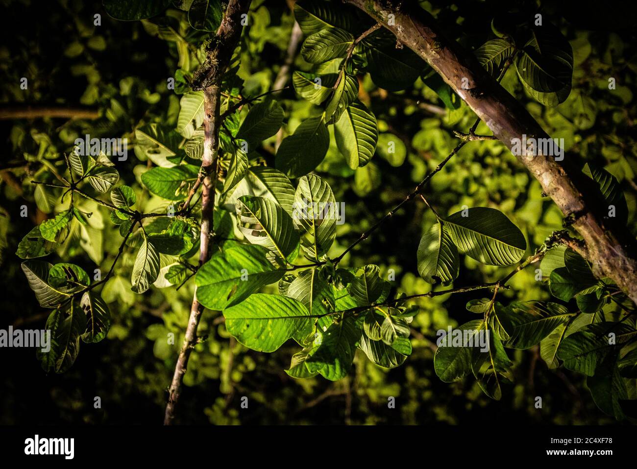 Baumdetails, grüne Blätter. Stockfoto