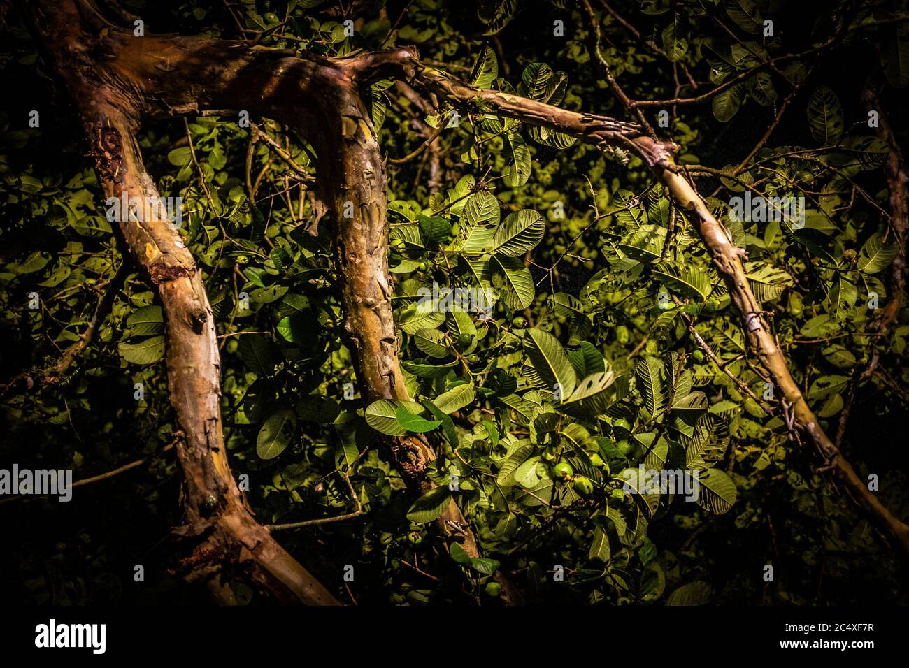 Baumdetails, grüne Blätter. Stockfoto