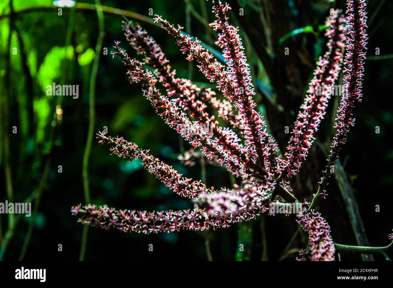 Detail von rosa Blume in den Regenwald, Brasilien. Stockfoto