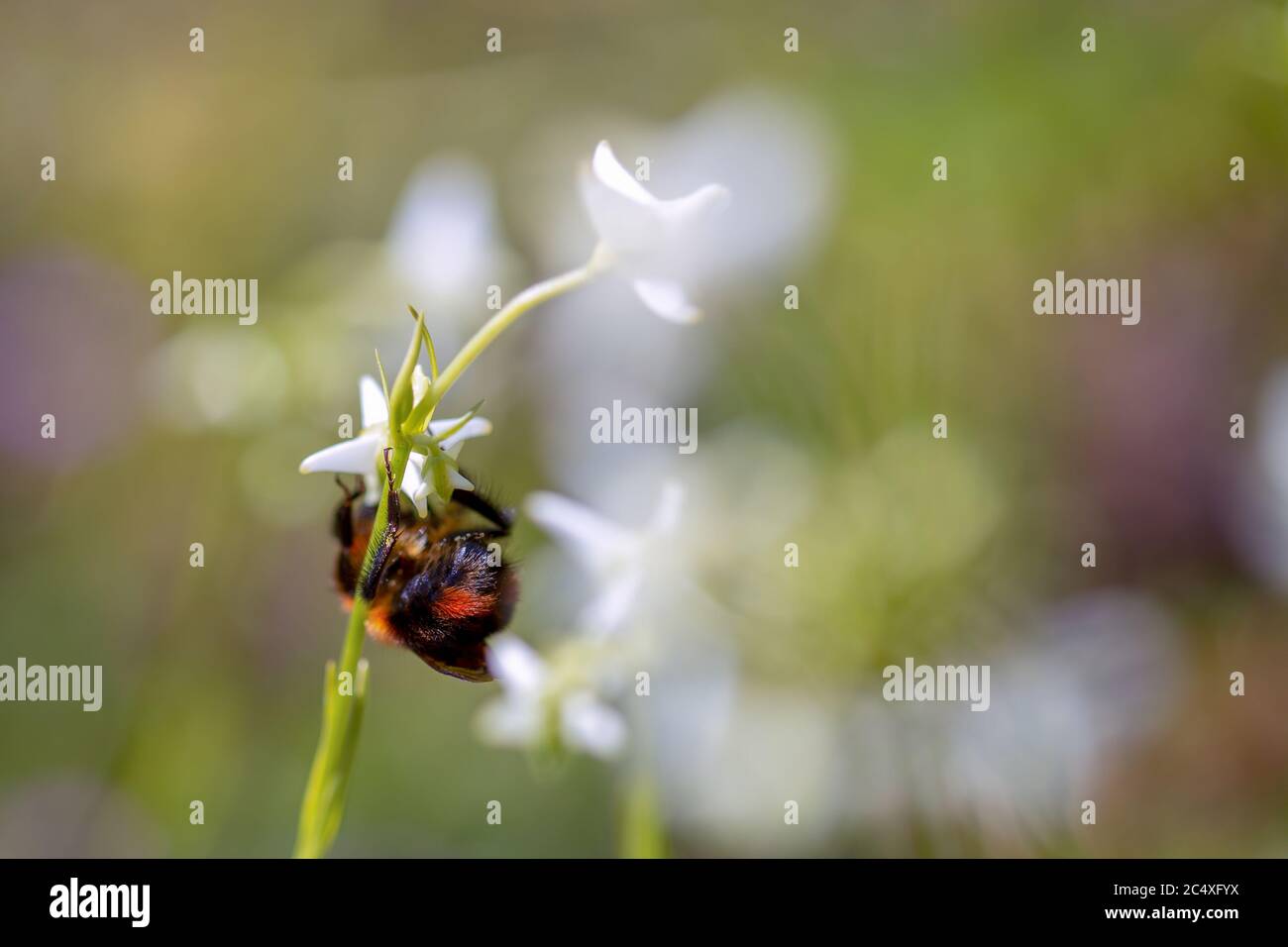 Makrofotografie des Rückens einer roten Hummel, die sich auf einer winzigen weißen exotischen Blume ernährt, aufgenommen im Teatinos paramo im Hochland der Anden Stockfoto