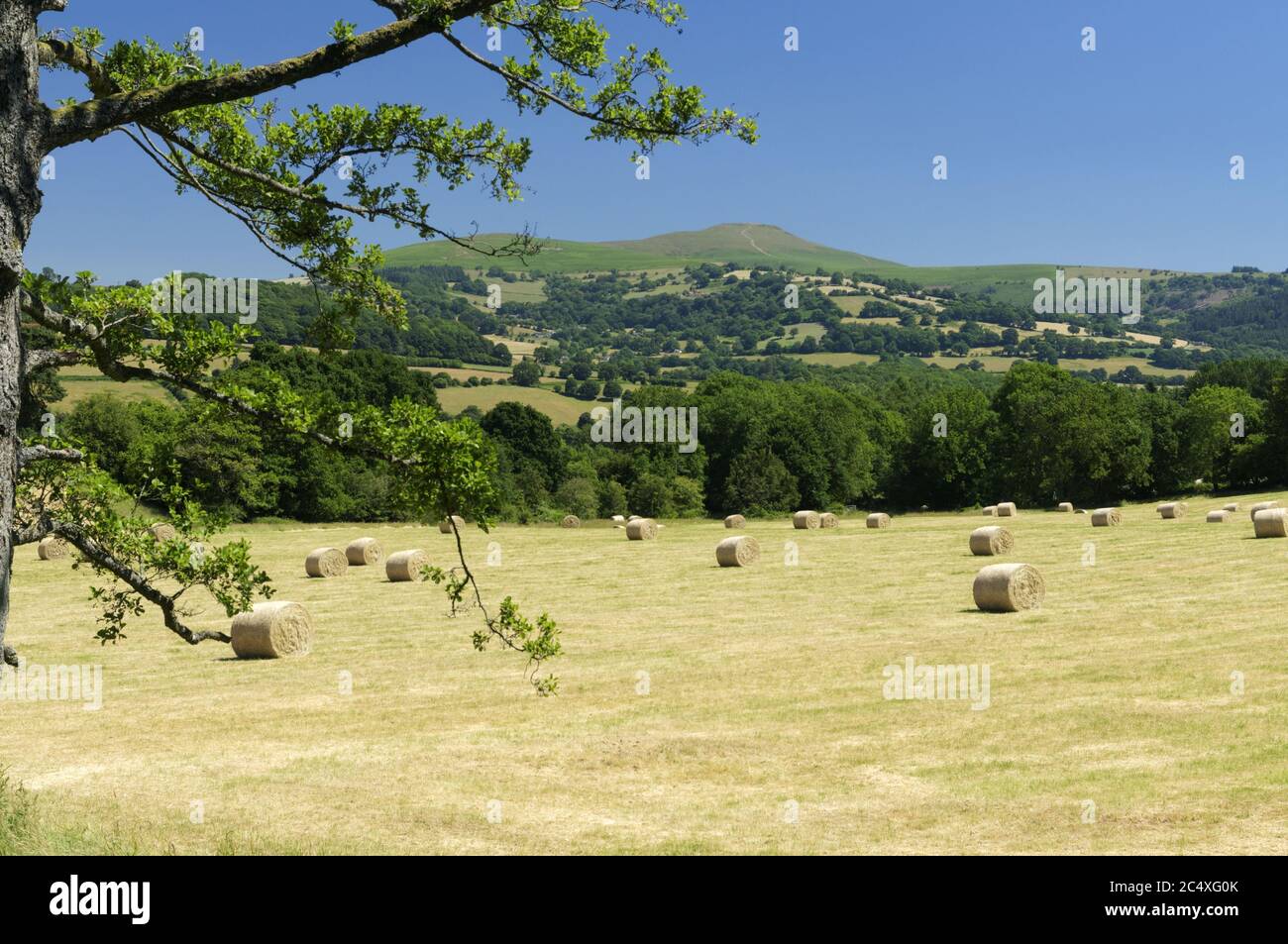 Blick über Heuwiesen, Llangattock in der Nähe von Abergavenny, Wales. Stockfoto