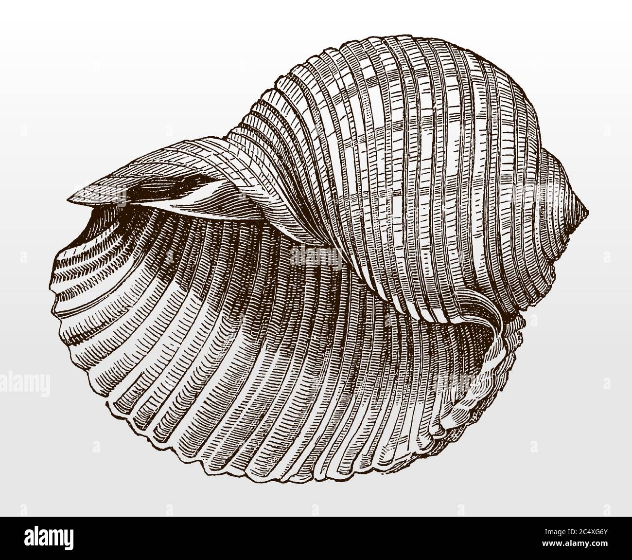 Schale des Riesenbuntbuntens, tonna galea nach einer antiken Illustration aus dem 19. Jahrhundert Stock Vektor