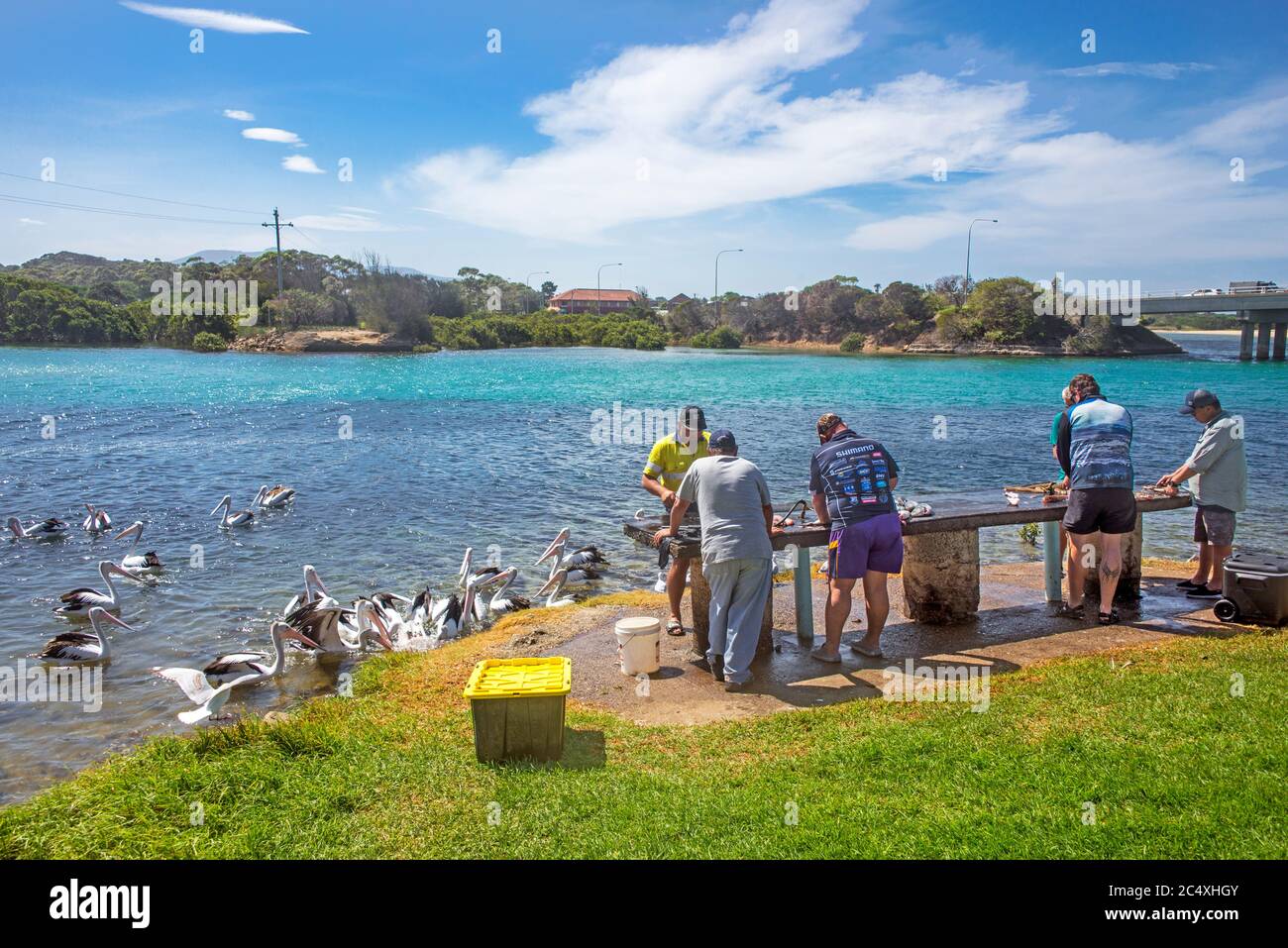 Fischer füllen Fisch mit wartenden Pelikanen Bermagui River NSW Australien Stockfoto