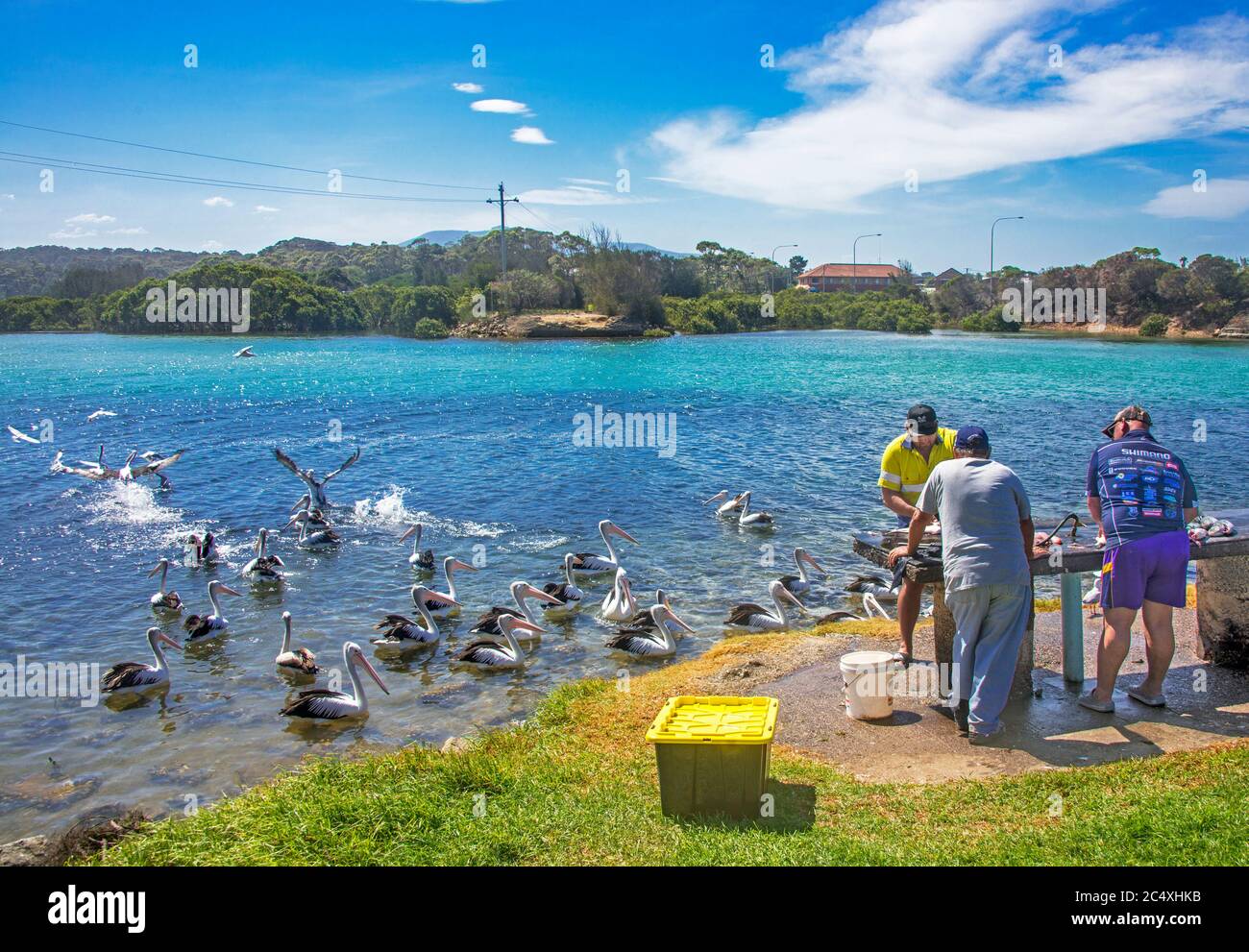 Fischer füllen Fische mit wartenden Pelikanen am Bermagui River NSW Australien Stockfoto