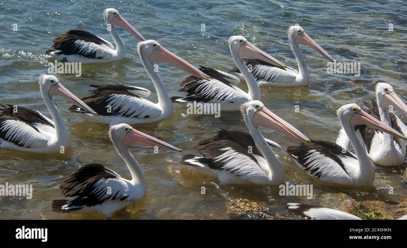 Pelicans Bermagui River NSW Australien Stockfoto