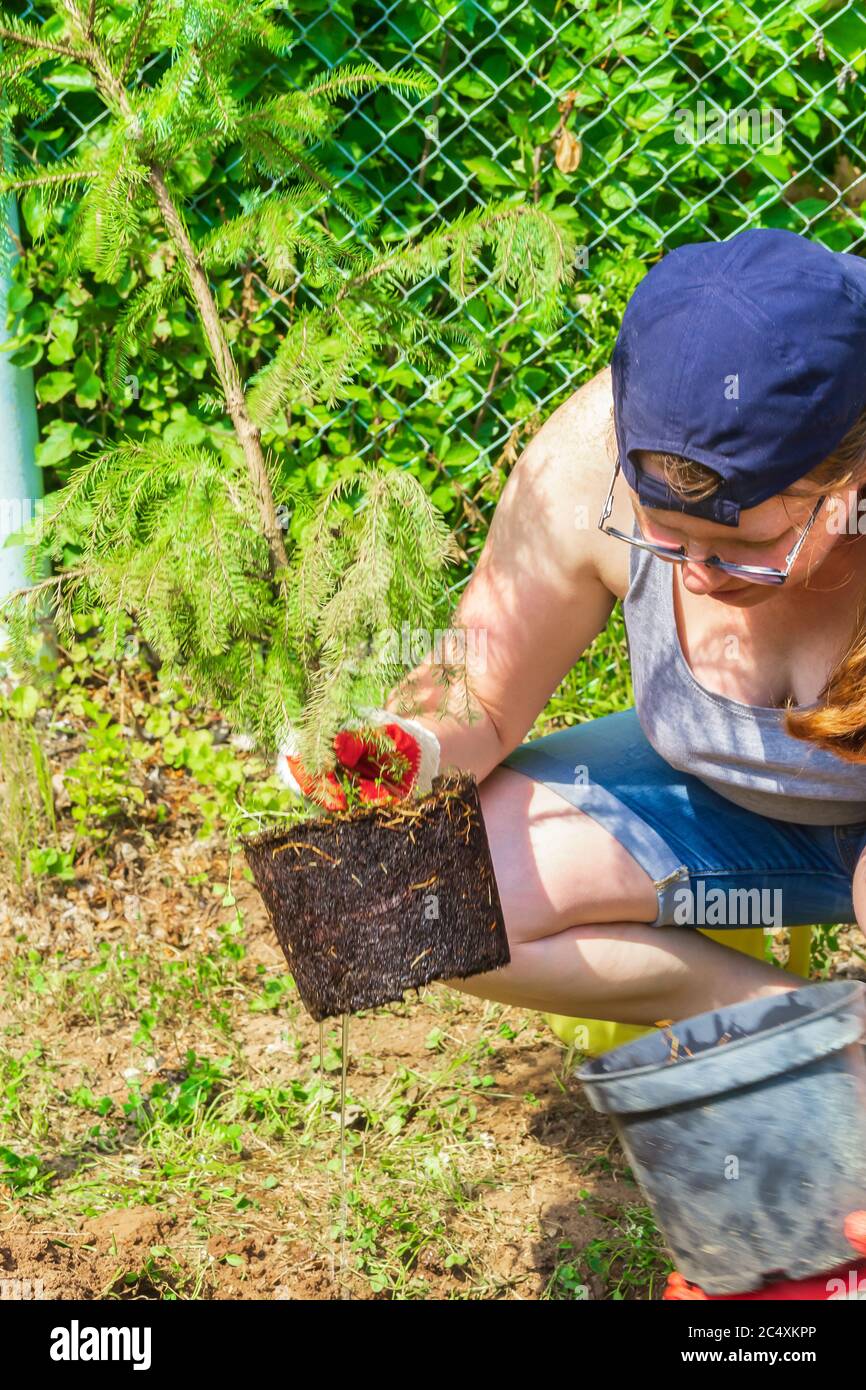 Arbeiten im Garten. Frau hält Fichtenkeimling für die Pflanzung im Garten Stockfoto