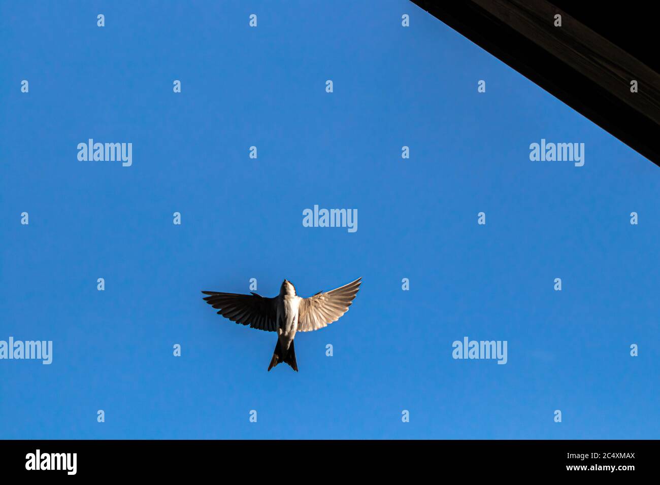 Scheune Schwalbe mit offenen Flügeln Stockfoto