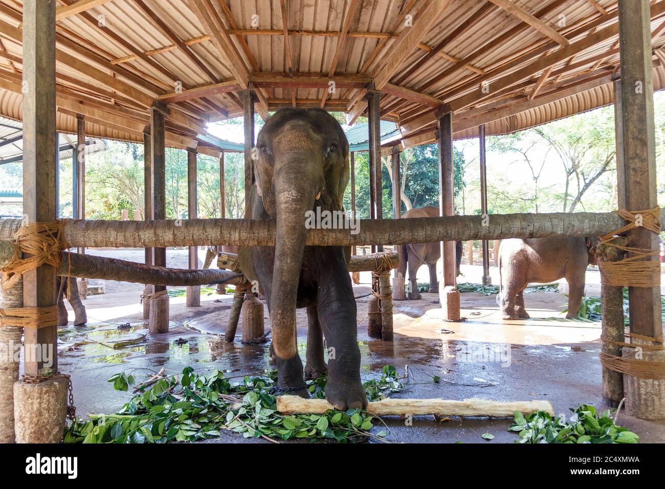 Reifer Elefant in einem geschlossenen Raum in Ketten gebunden. Konzept der Tiermisshandlung und Folter Stockfoto