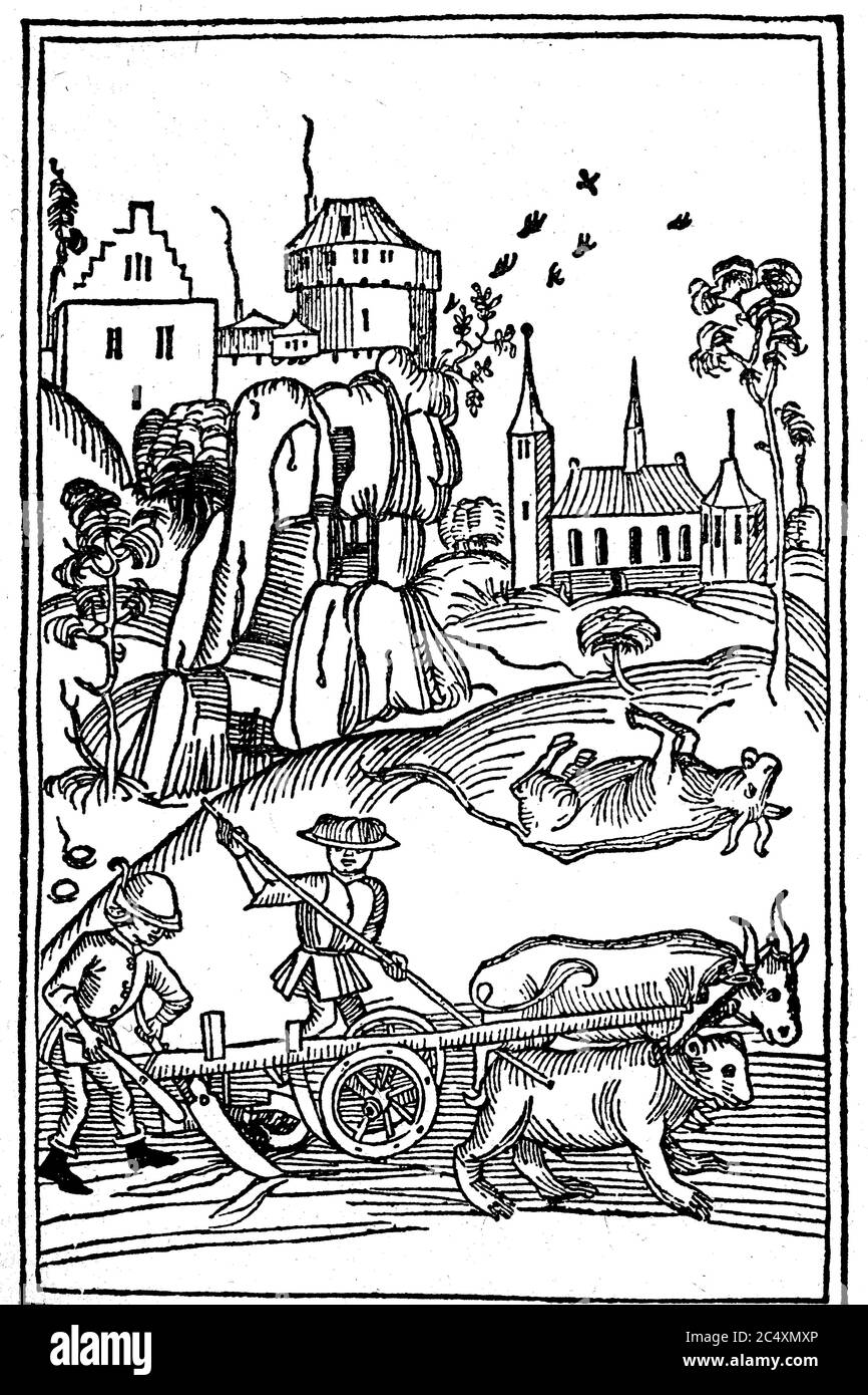 Das Wunder des heiligen Lucius, der ein Bär ist statt der geschlachteten Ochsen zum Pflug, 1486 / das Wunder der heiligen Lucius, der einen Bären an Stelle des erschlagen Ochsen an den Pflug stellt, 1486 Stockfoto