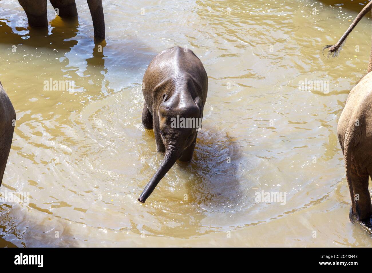 Baby Elefant unter einer Abkühlung Baden Sie in kaltem Flusswasser während eines extrem heißen Tages. Konzept der wilden Tiere leben frei. Stockfoto