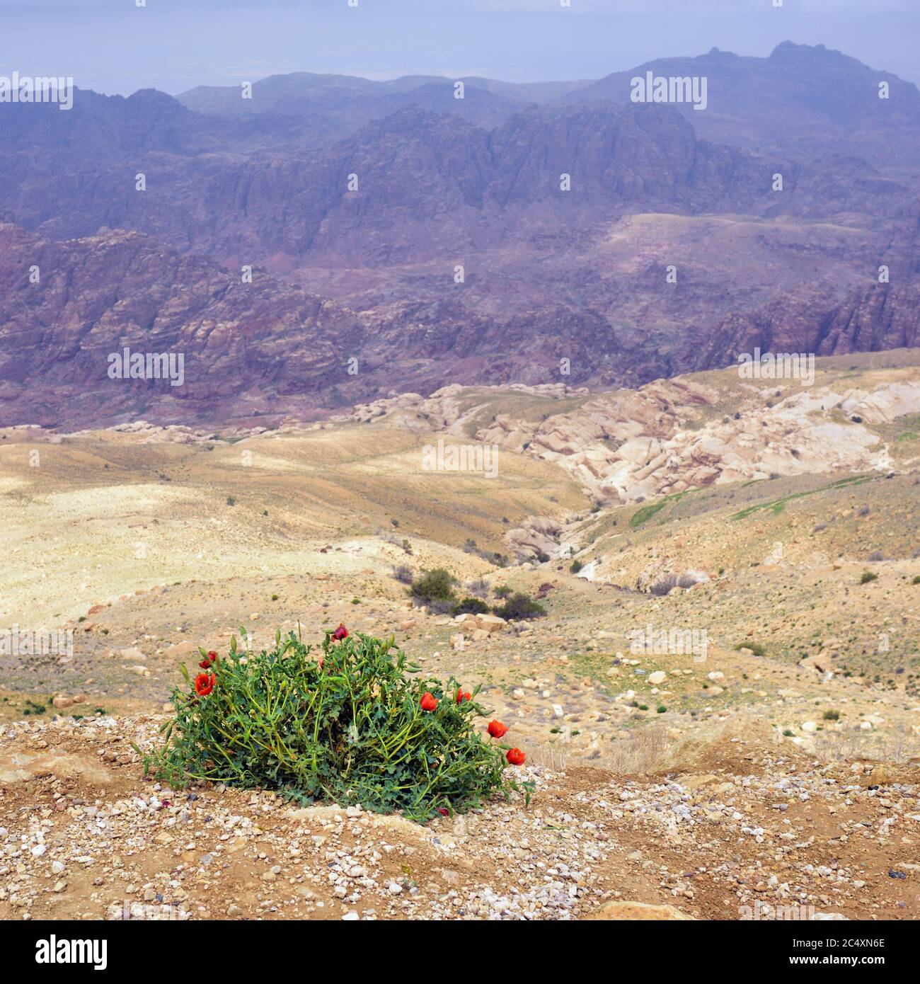Schöne jordanische Berglandschaft im Frühling. Blühende wilde Mohnblumen auf dem Hintergrund hoher Berge und dramatischer Himmel Stockfoto