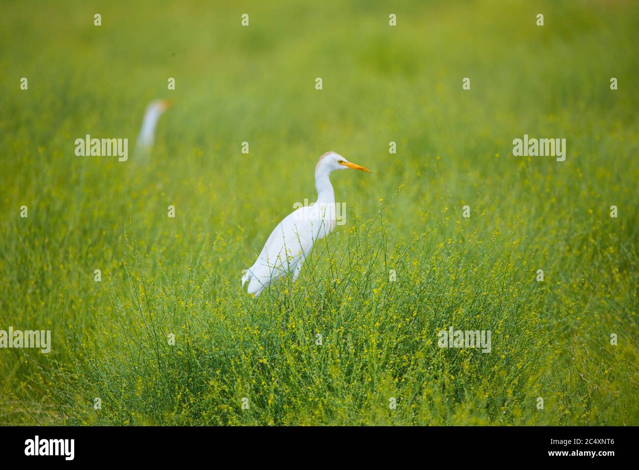 Vögel von saudi-arabien Stockfoto