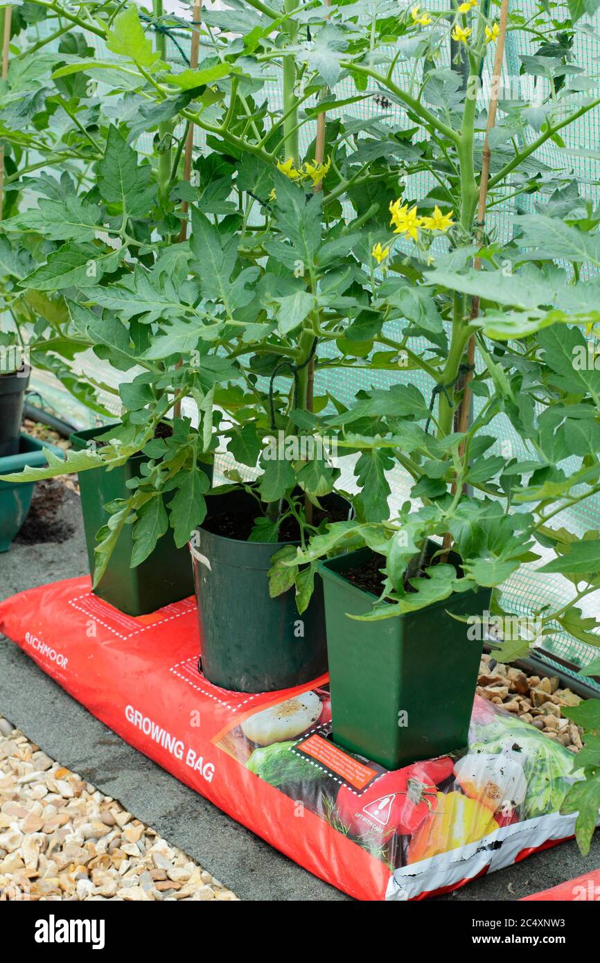 Solanum lycopersicum. Tomatenpflanzen wachsen in bodenlosen Töpfen in einem Zuchtbeutel platziert, um das Volumen der Kompost zur Verfügung, um die Pflanze zu erhöhen. Stockfoto