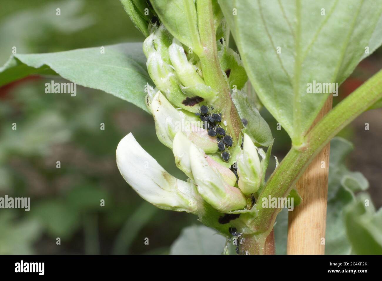 Aphis fabae über Vicia faba 'Bunyards Ausstellung'. Befall der Schwarzfliege, einer Art Blattlaus, auf das weiche Wachstum einer breiten Bohnenpflanze. GROSSBRITANNIEN Stockfoto
