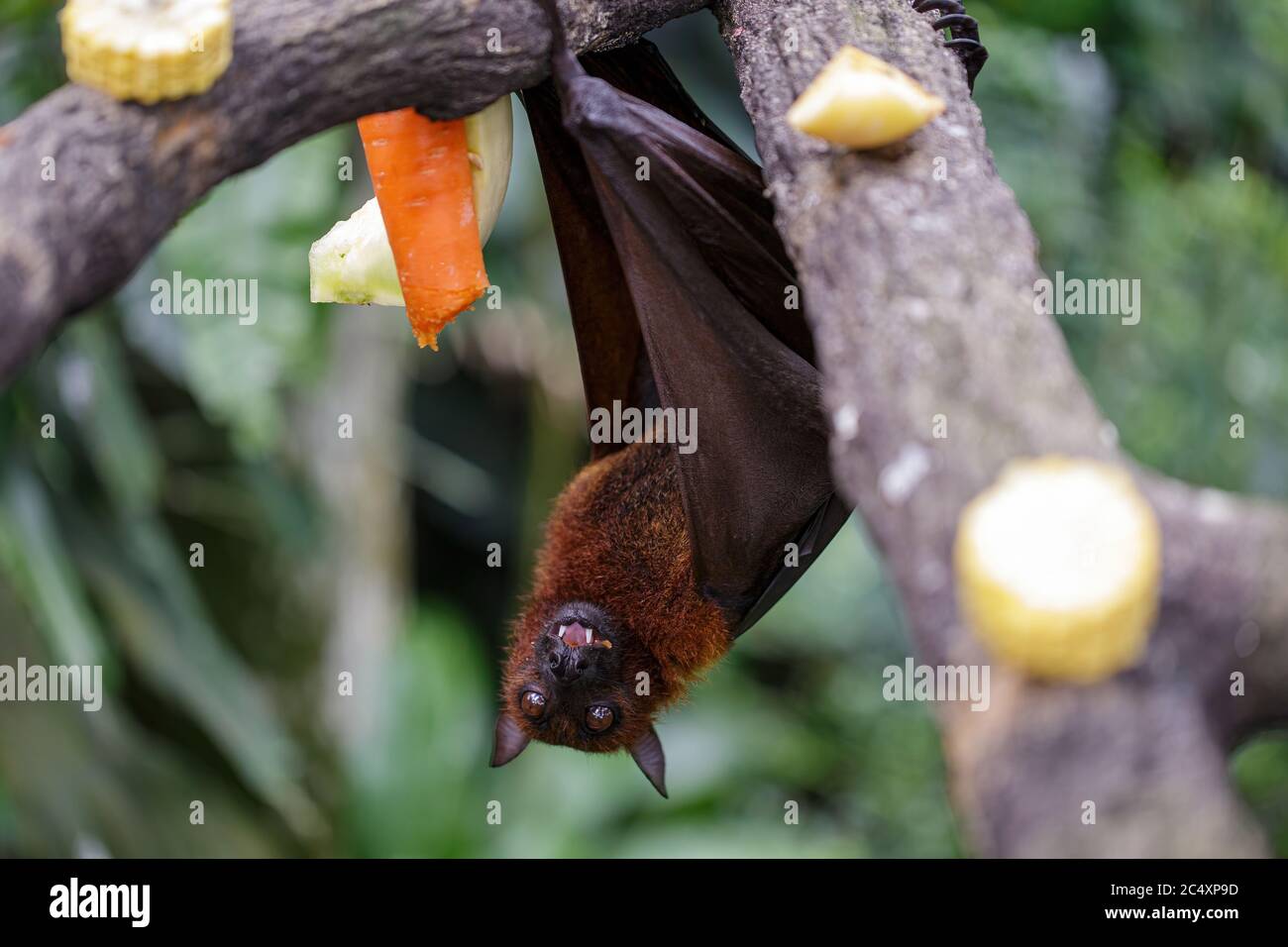 Große braune Fledermaus hängt an einem Baum essen Obst und Gemüse. Konzept der Tierpflege, Reisen und Wildtierbeobachtung. Konzept der städtischen Wildtiere. Stockfoto