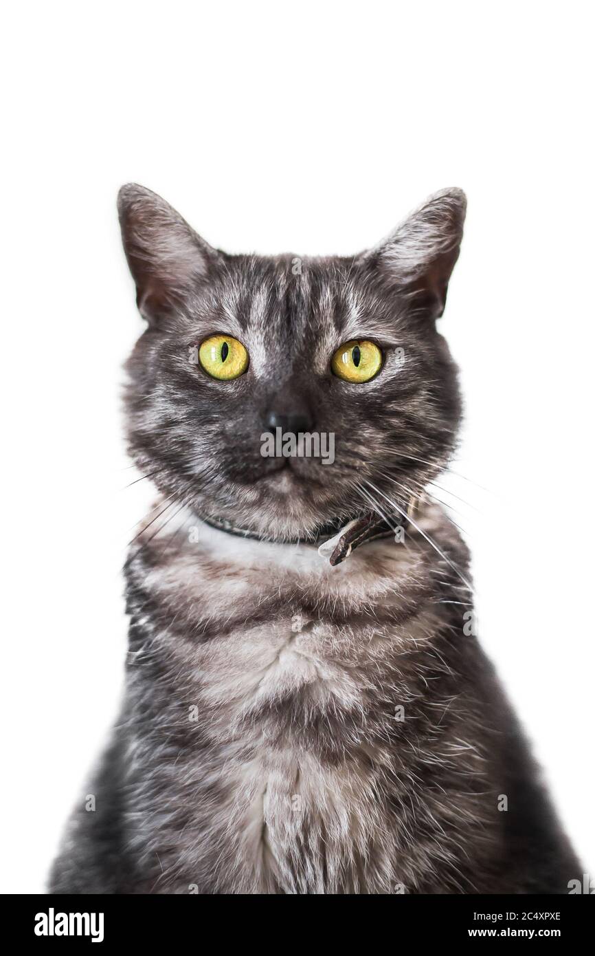 Portrait einer erwachsenen Mischrasse tabby graue Katze mit gelben Augen,  weißer Hintergrund Stockfotografie - Alamy