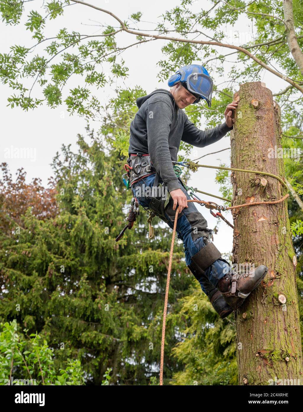 Ein Baumchirurg oder Baumpfer, der sich darauf vorbereitet, einen Baumstumpf abzuschneiden. Stockfoto
