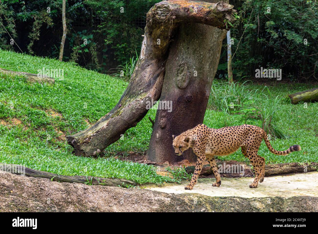 Singapur - UM 2018: Im Zoo in Singapur bewegt sich erstaunlicher Gepard auf dem Gras auf dem Baumhintergrund. Konzept der Tierpflege, Reisen und Wil Stockfoto