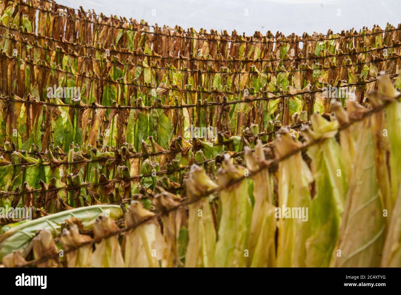 Trocknen von Tabakblättern auf einer Farm im ländlichen China. Stockfoto