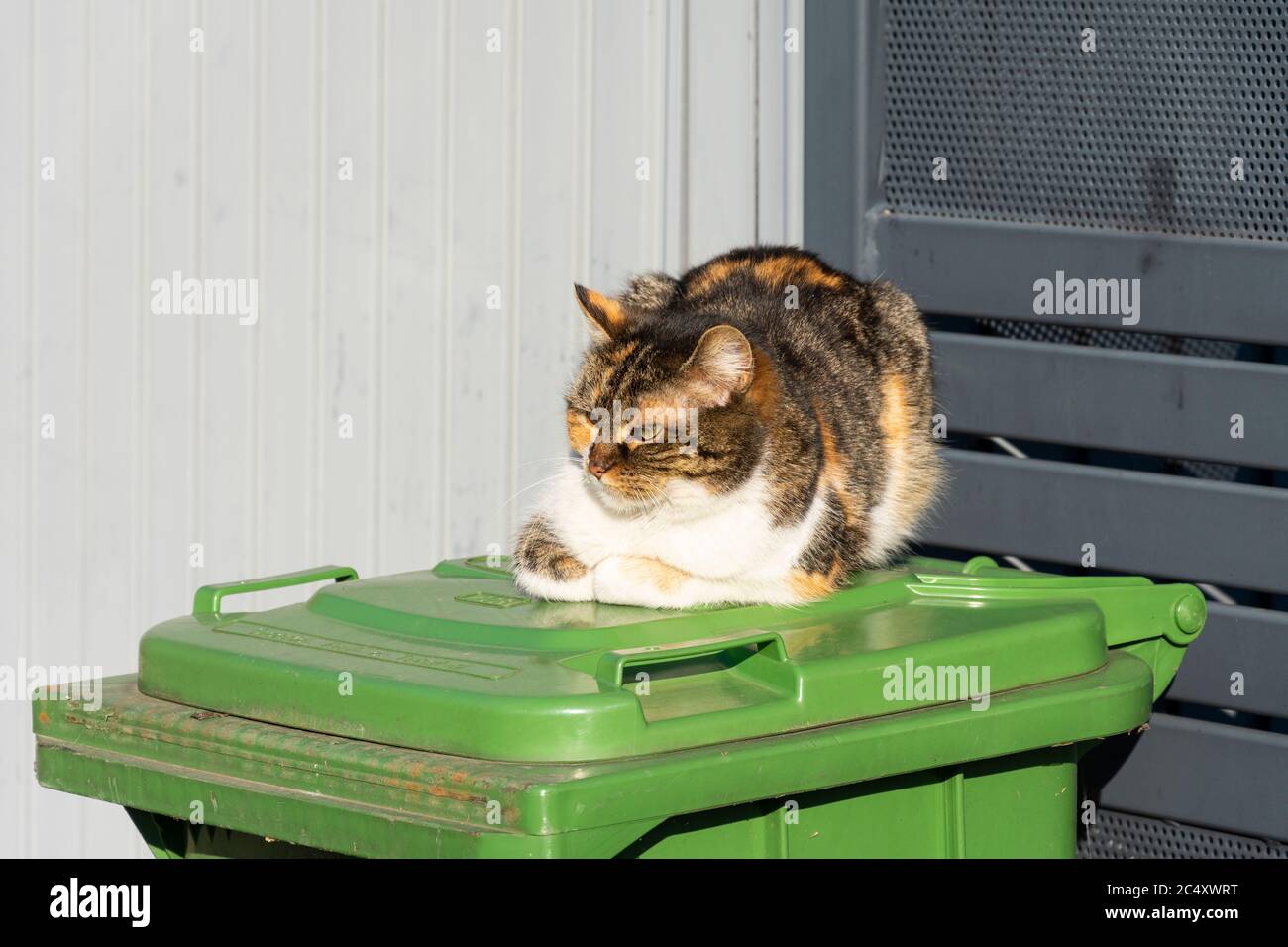 Fleckkatze ruht in der Sonne auf einem Behälter für grünen Abfall Stockfoto
