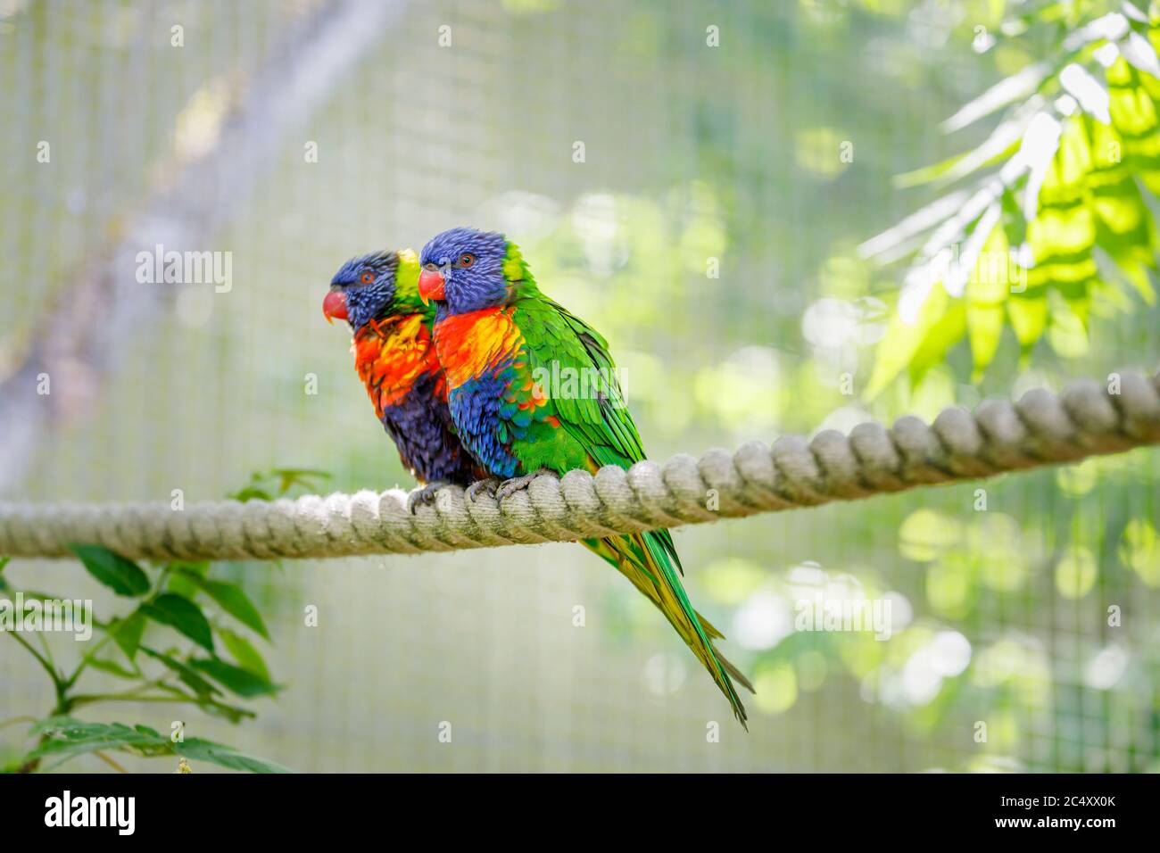 Bunte Regenbogen-Lorikeets (Trichoglossus moluccanus) in Lorikeet Lagoon, Wild Asia, Chessington World of Adventures Themenpark in Surrey, SE England Stockfoto