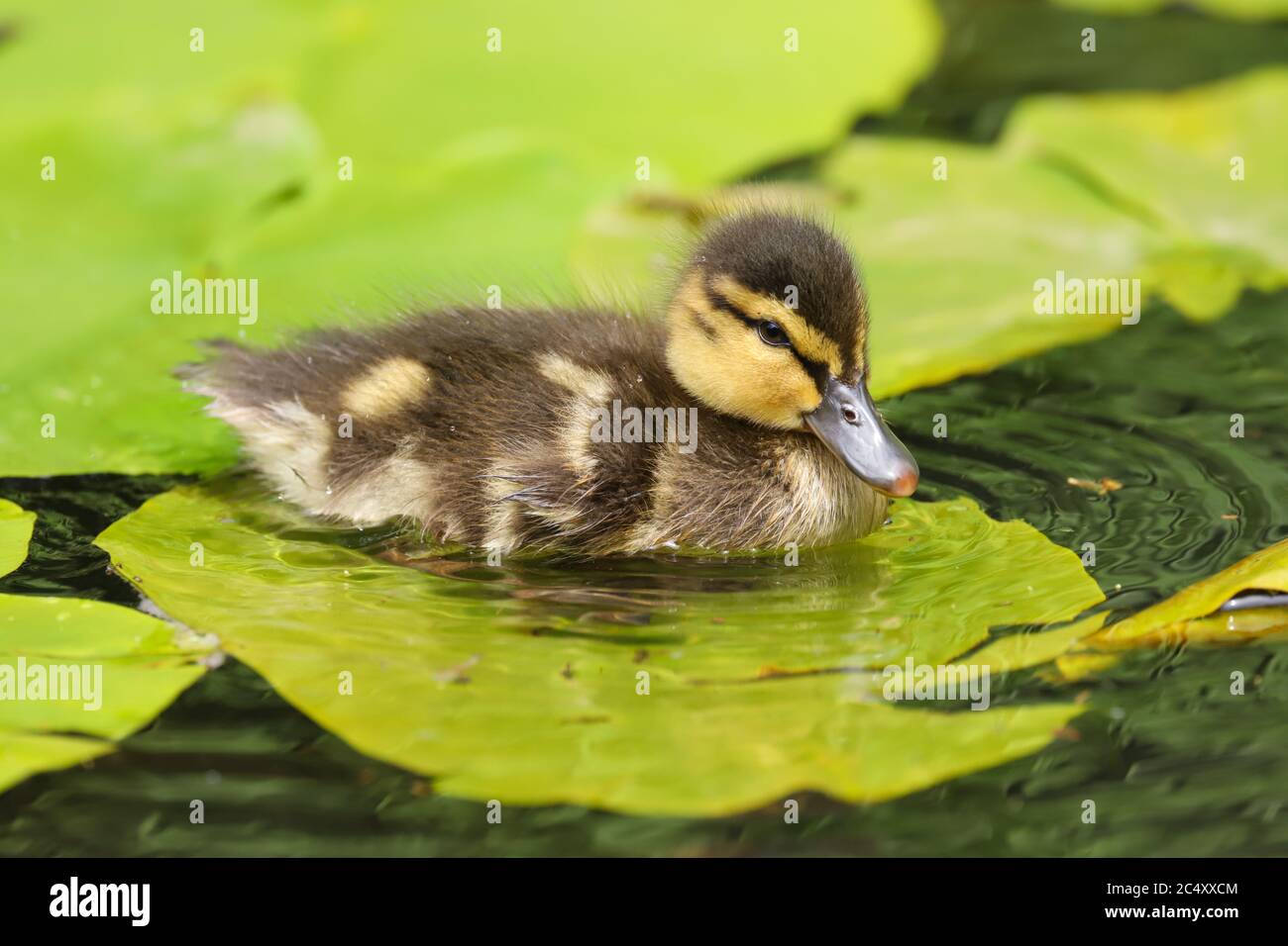 Süßes flauschiges Mallard Entenküken (Anas platyrhynchos) auf einem
