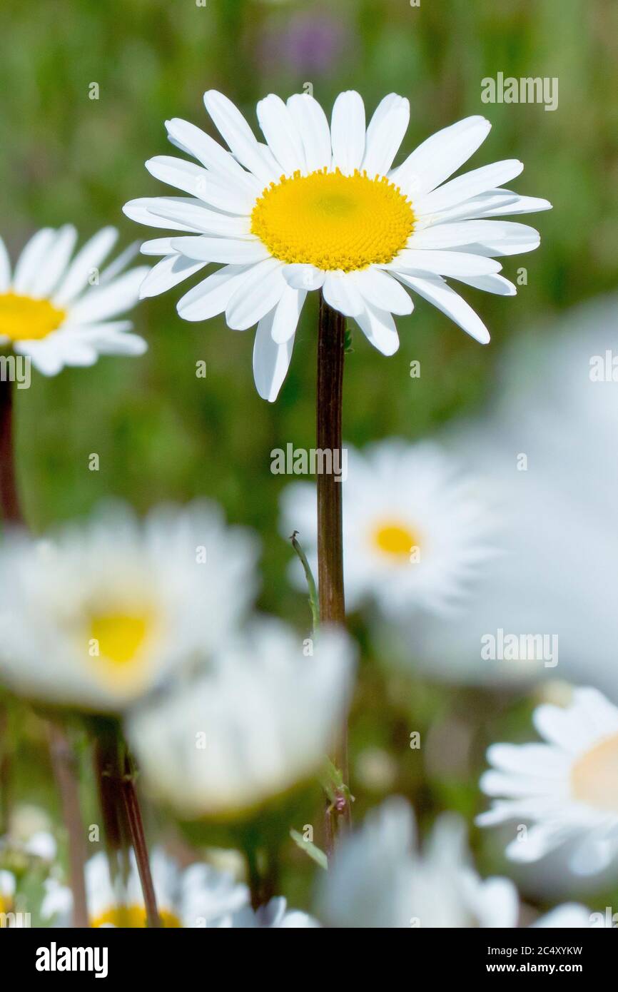 Ochsenauge-Gänseblümchen (Leucanthemum vulgare oder Chrysantheme leucanthemum), auch Marguerite oder Hundedaisy, Nahaufnahme mehrerer Blüten. Stockfoto