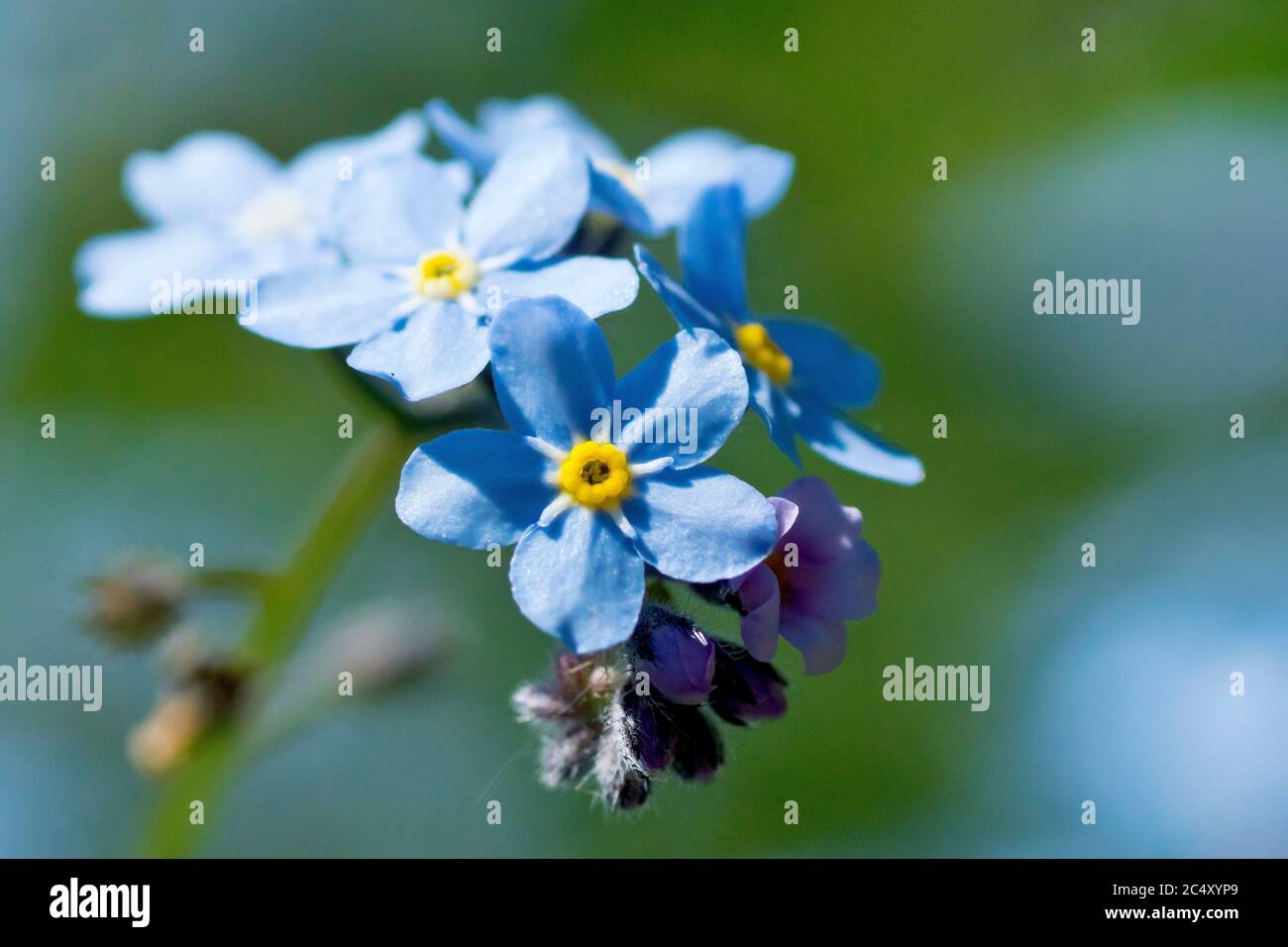 Holz-Vergiss-mich-nicht (myosotis sylvatica), Nahaufnahme eines einzigen Blütenkopfes, isoliert vom Hintergrund mit geringer Schärfentiefe. Stockfoto