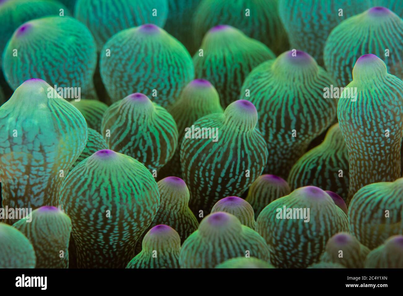 Detail der Tentakeln auf einer Anemone, Entacmaea quadricolor, auf einem Riff in der Lembeh Strait, Indonesien. Dieses farbenfrohe Tier beherbergt oft Anemonefische. Stockfoto