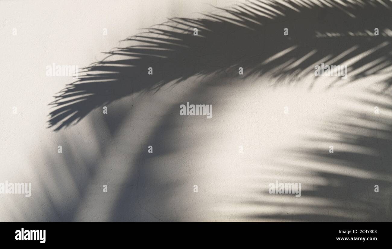 Der Schatten eines Palmenhintergrunds Stockfoto