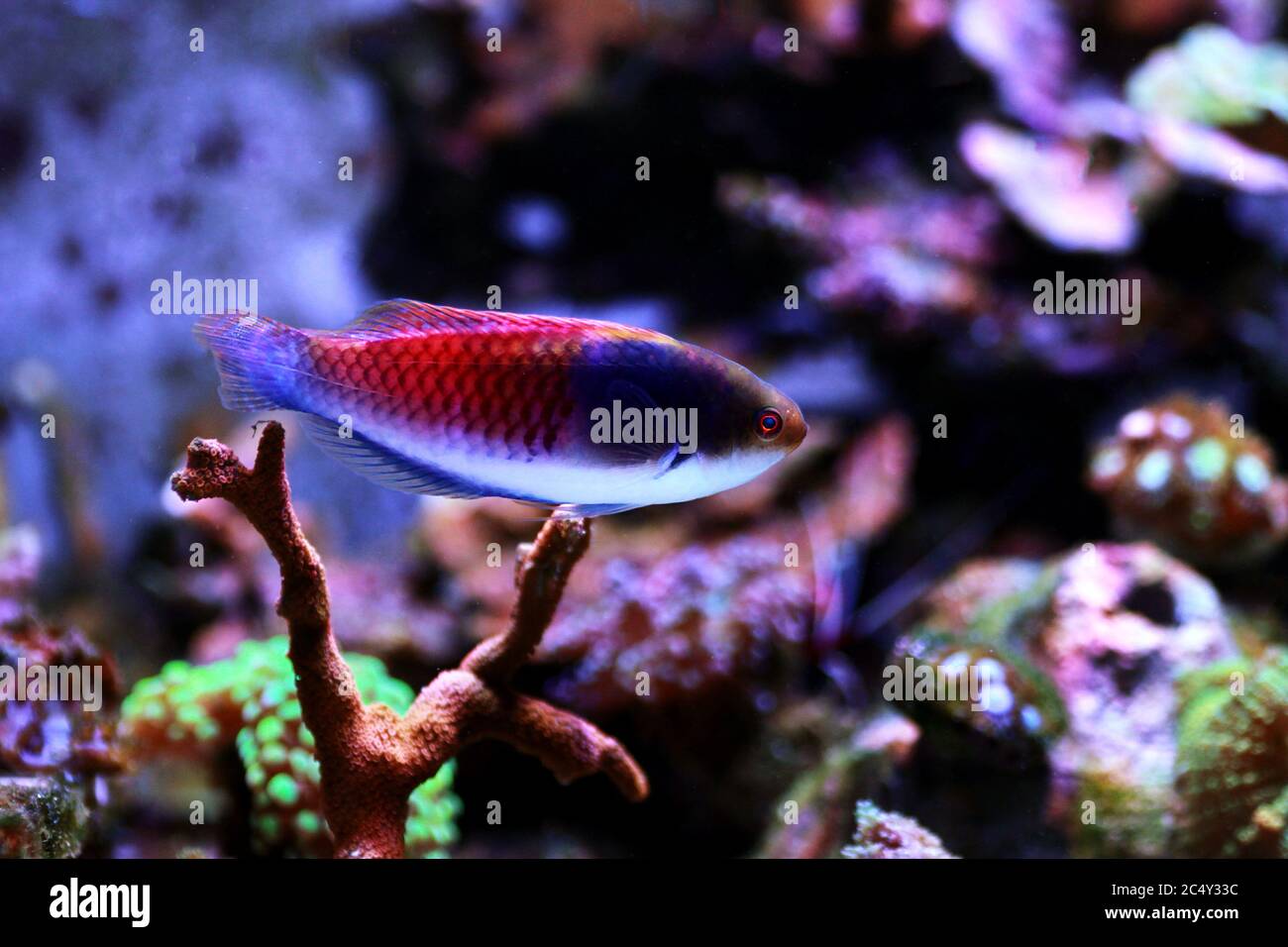 Blue Face Lippfische im Aquarium Stockfoto