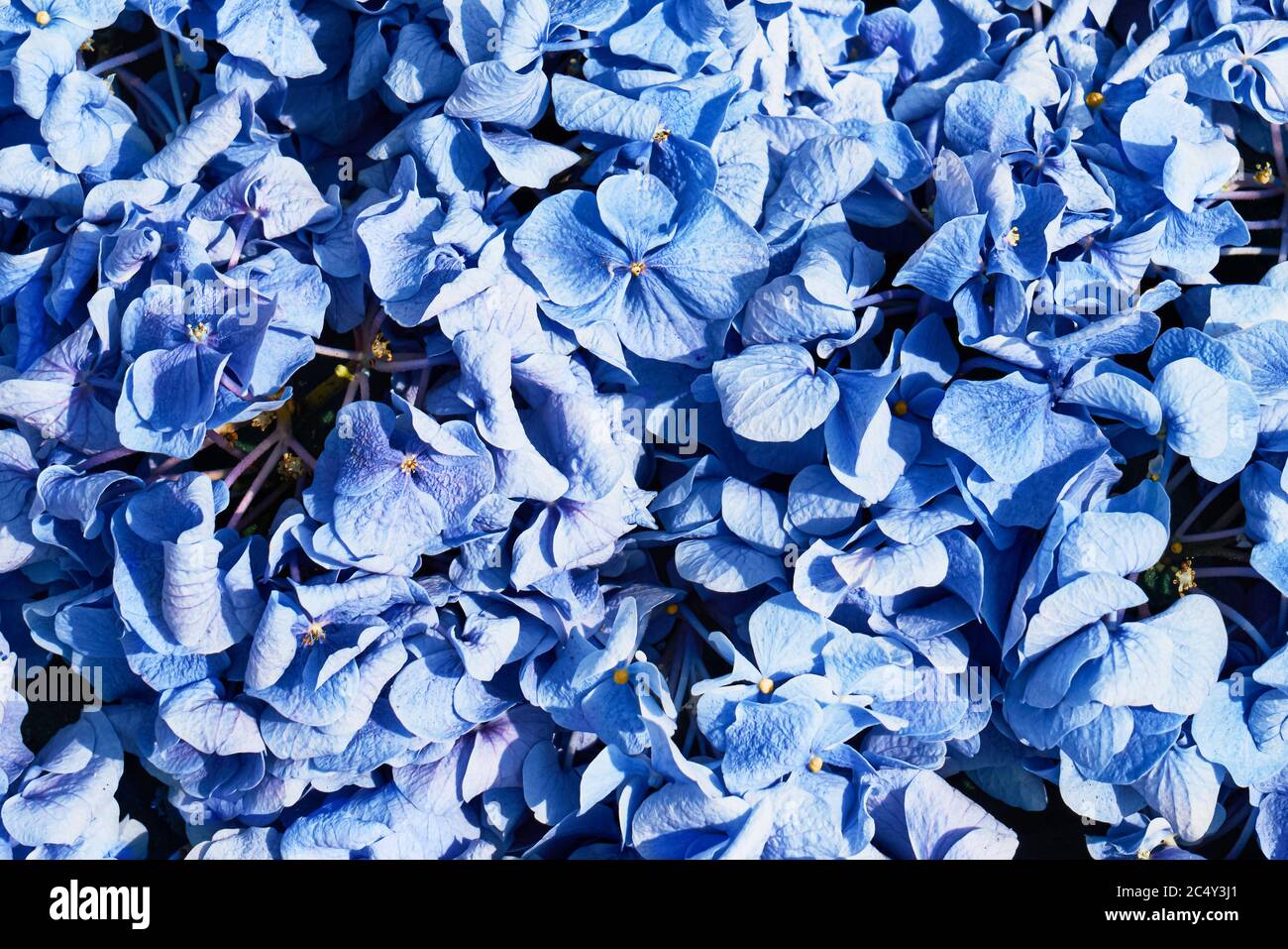 Schöne blaue Hydrangea (Hydrangea macrophylla) oder Hortensia Blume Hintergrund. Draufsicht Stockfoto