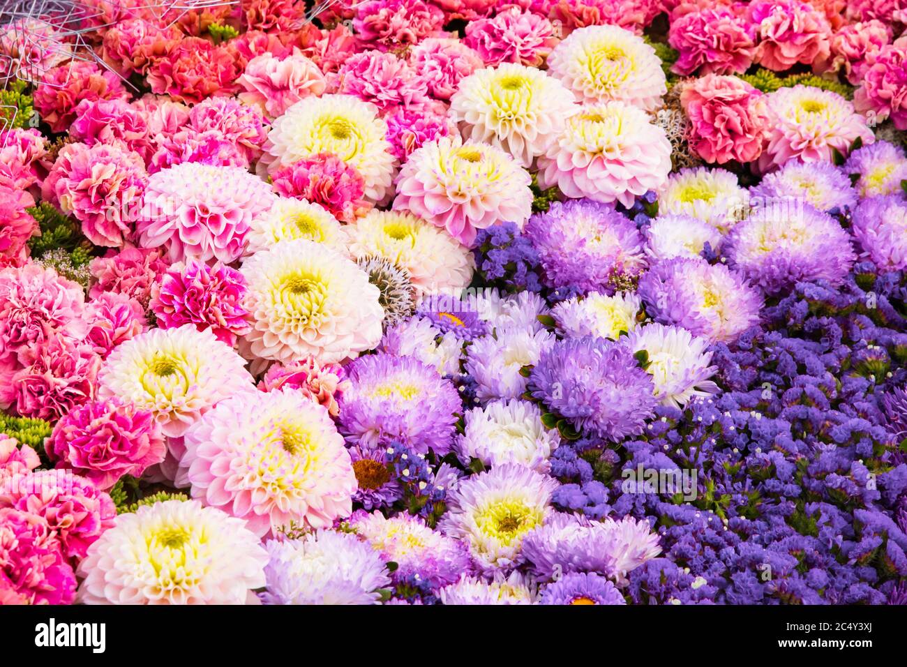 Nelke blüte Fotos und Bildmaterial in hoher Auflösung Alamy