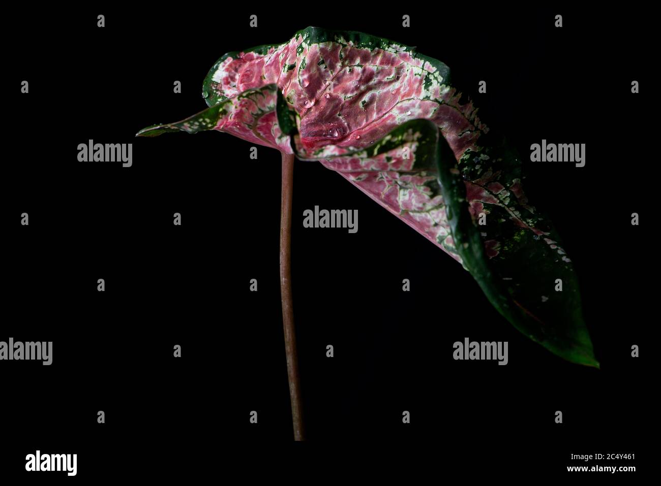 Herz-zu-Herz-Caladium-Birne auf schwarzem Hintergrund Stockfoto