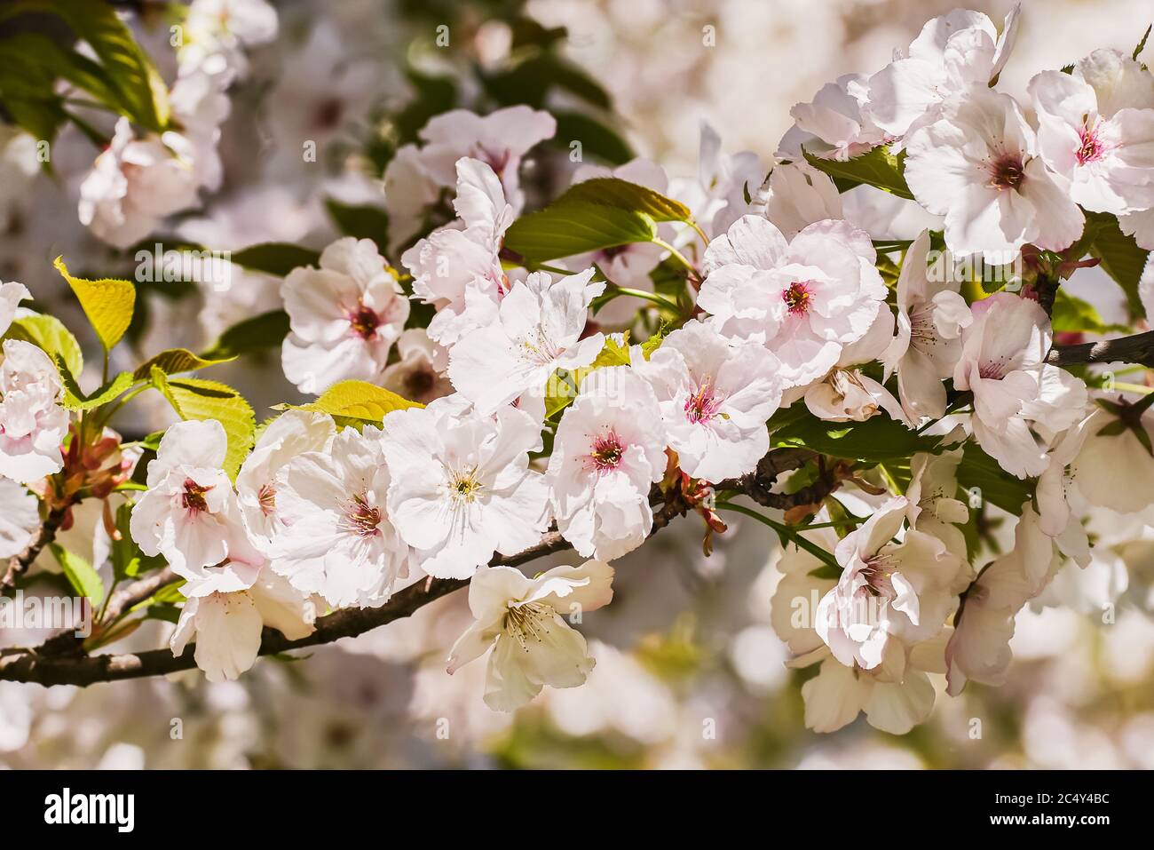 Weiße Sakura. Kirschblüte Zweig in Blüte gegen Himmel. Federhintergrund. Selektiver Fokus Stockfoto