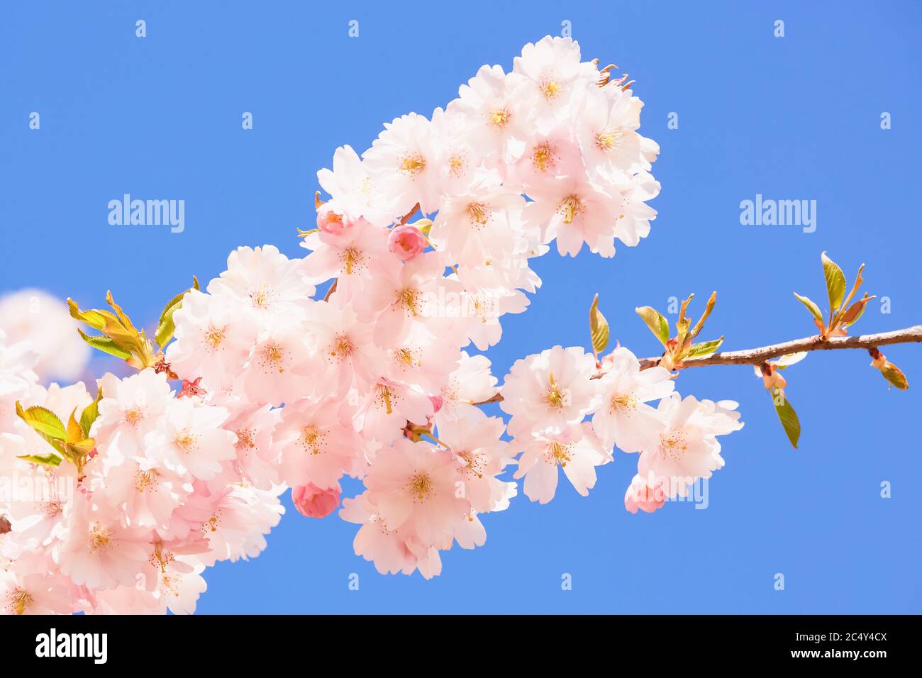 Zweig der blühenden rosa Sakura. Kirschblütenzweig in Blüte gegen blauen Himmel. Federhintergrund. Kopierbereich, selektiver Fokus Stockfoto