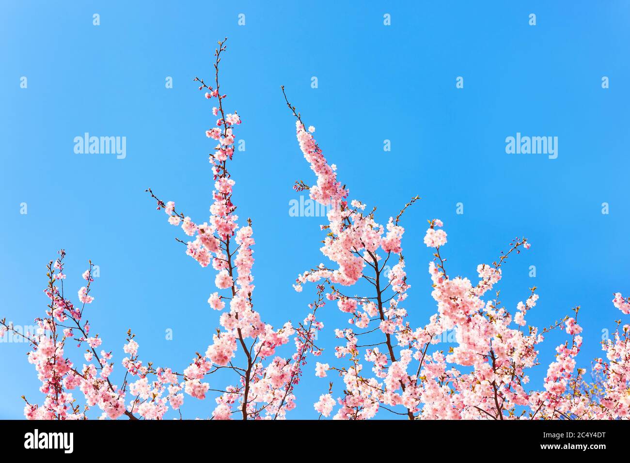 Rosa Kirschblüte Zweig in Blüte gegen blauen Himmel. Blühender rosa Sakura. Federkonzept. Kopierbereich, selektiver Fokus. Stockfoto