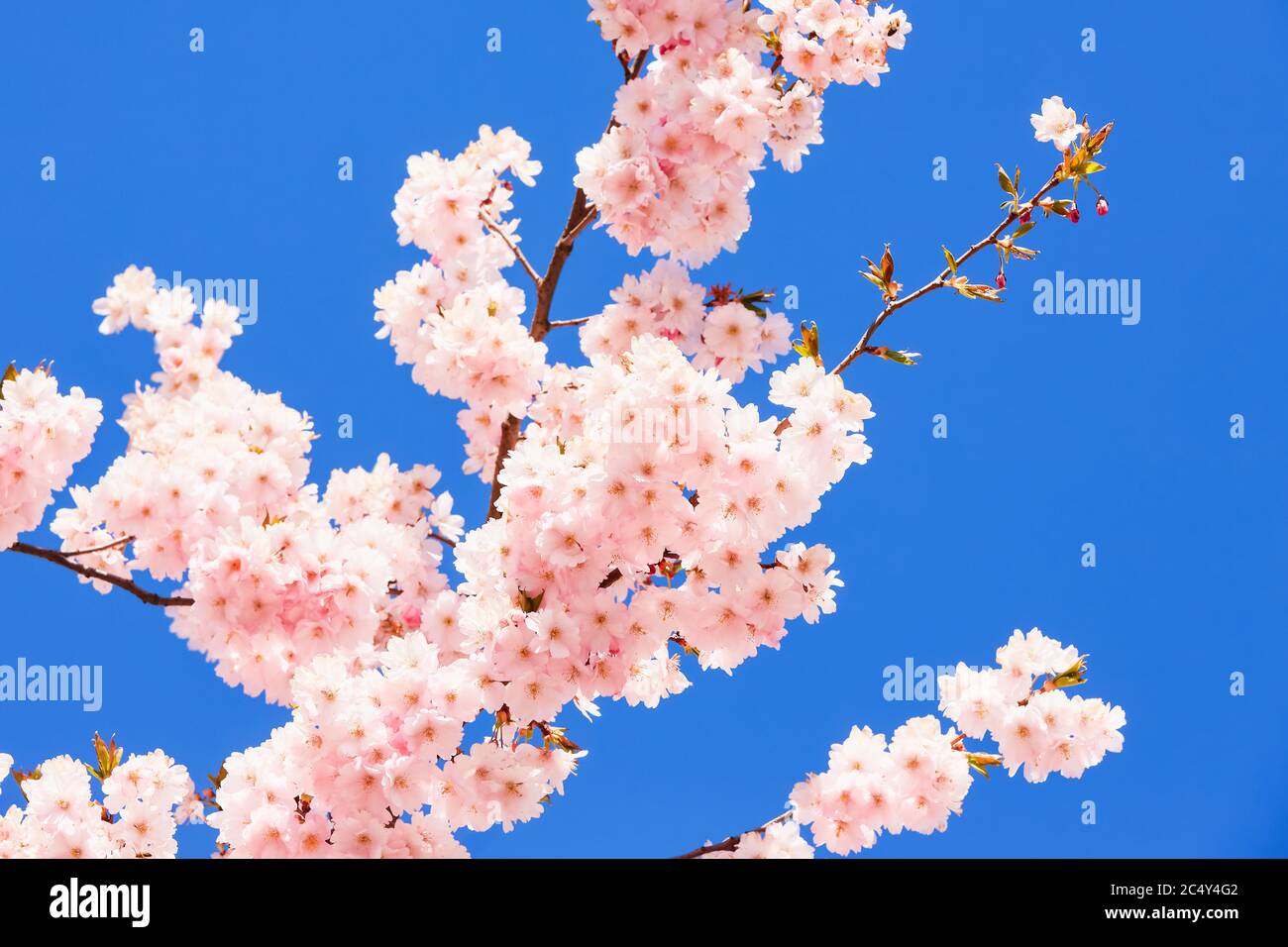 Rosa blühende Sakura. Kirschblütenzweig in Blüte gegen blauen Himmel. Federhintergrund. Kopierbereich, selektiver Fokus Stockfoto
