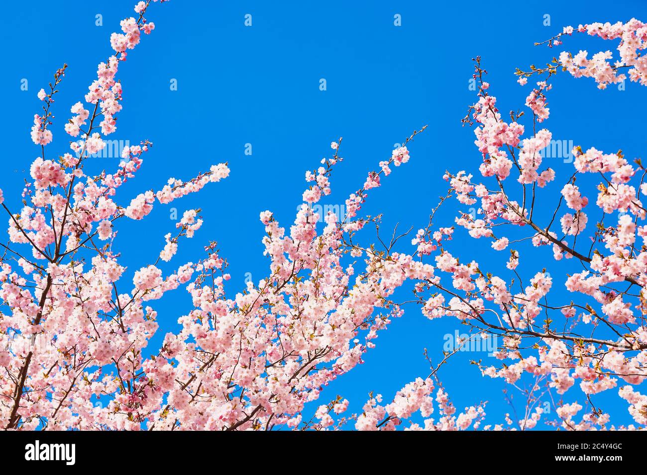 Rosa Kirschblüte Zweig in Blüte gegen blauen Himmel. Federkonzept. Platz für Text kopieren, selektiver Fokus Stockfoto