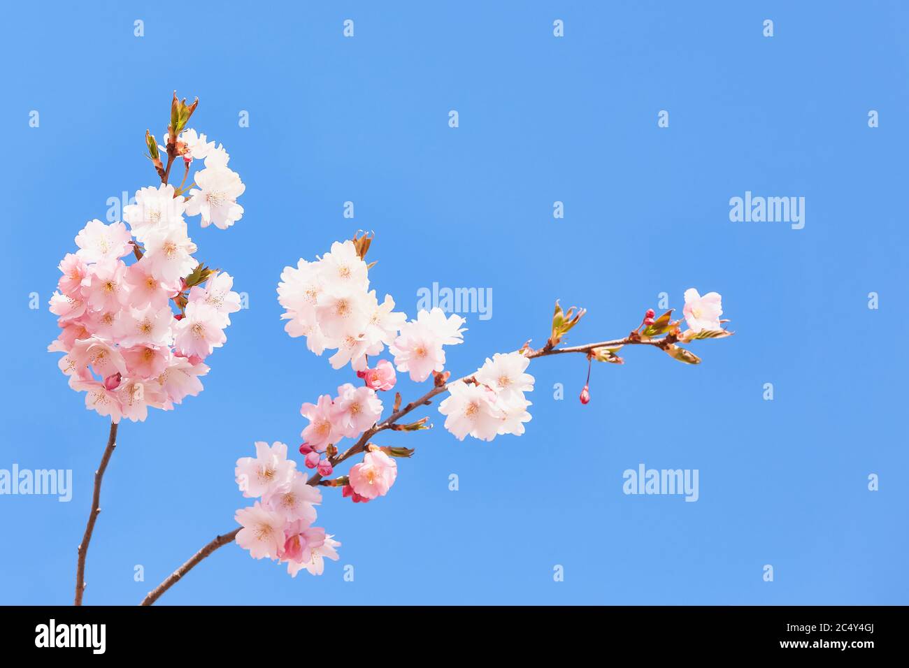 Zweig der blühenden rosa Sakura. Kirschblütenzweig in Blüte gegen blauen Himmel. Federhintergrund. Kopierbereich, selektiver Fokus Stockfoto