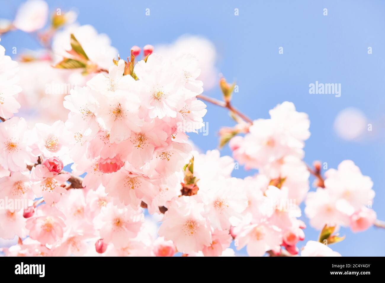 Rosa blühende Sakura. Kirschblütenzweig in Blüte gegen blauen Himmel. Federhintergrund. Kopierbereich, selektiver Fokus. Stockfoto