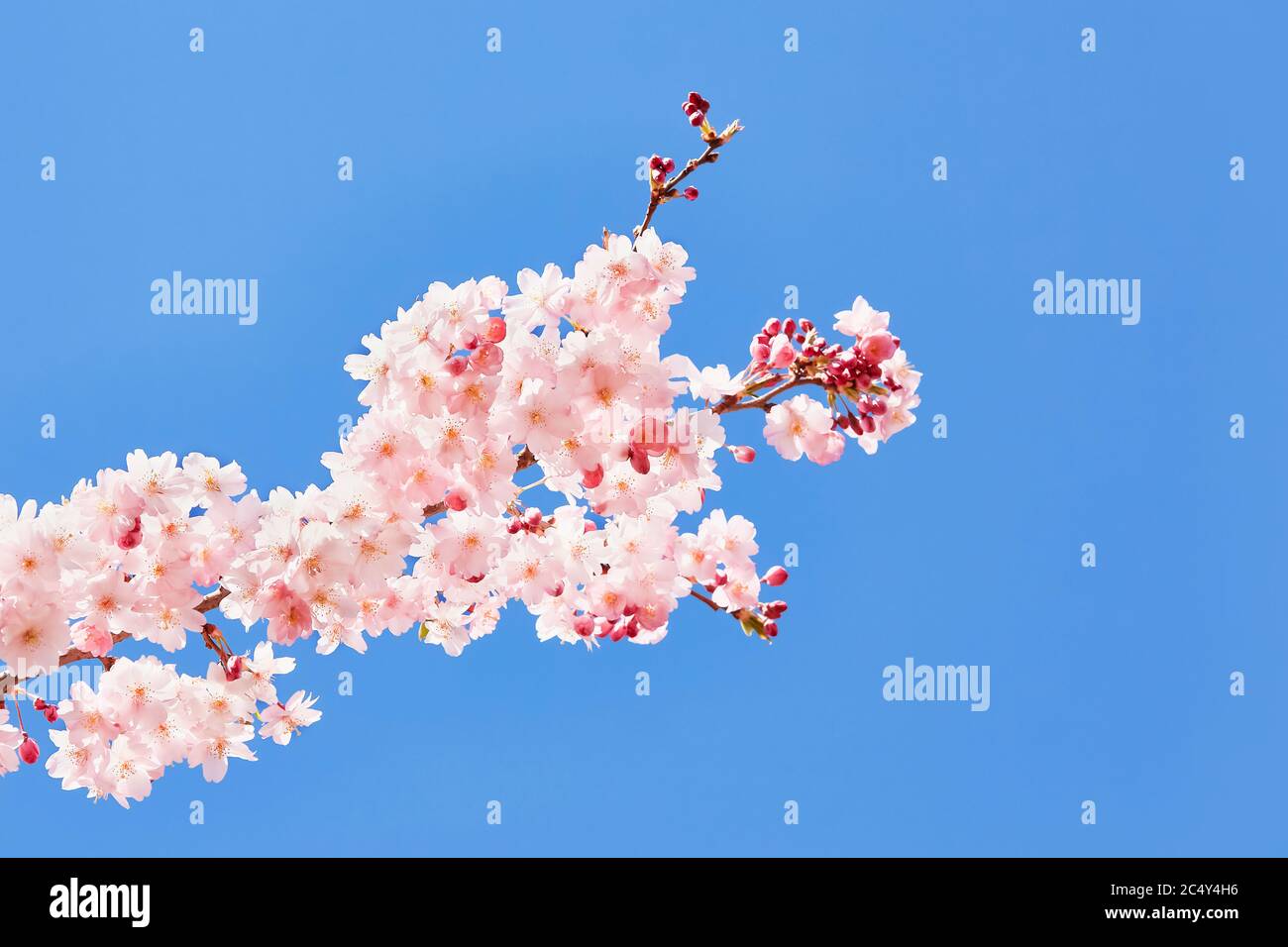 Rosa blühende Sakura. Kirschblütenzweig in Blüte gegen blauen Himmel. Federhintergrund. Platz für Text kopieren, selektiver Fokus Stockfoto