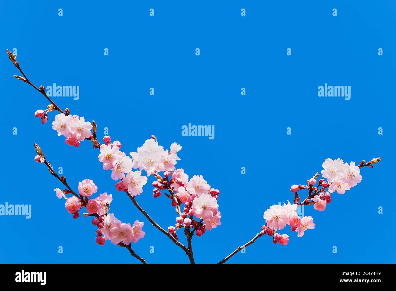 Rosa Kirschblüte Zweig in Blüte gegen blauen Himmel. Federkonzept. Platz für Text kopieren, selektiver Fokus Stockfoto