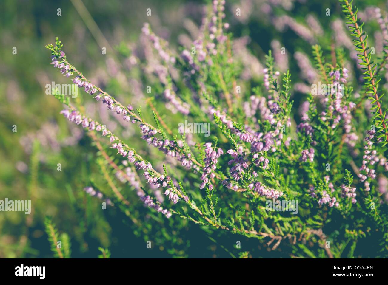 Wald gemeine Heidekraut Blumen blühen im Freien. Natur Sommer Hintergrund. Weichfokus, unscharf belonder Hintergrund. Speicherplatz kopieren Stockfoto
