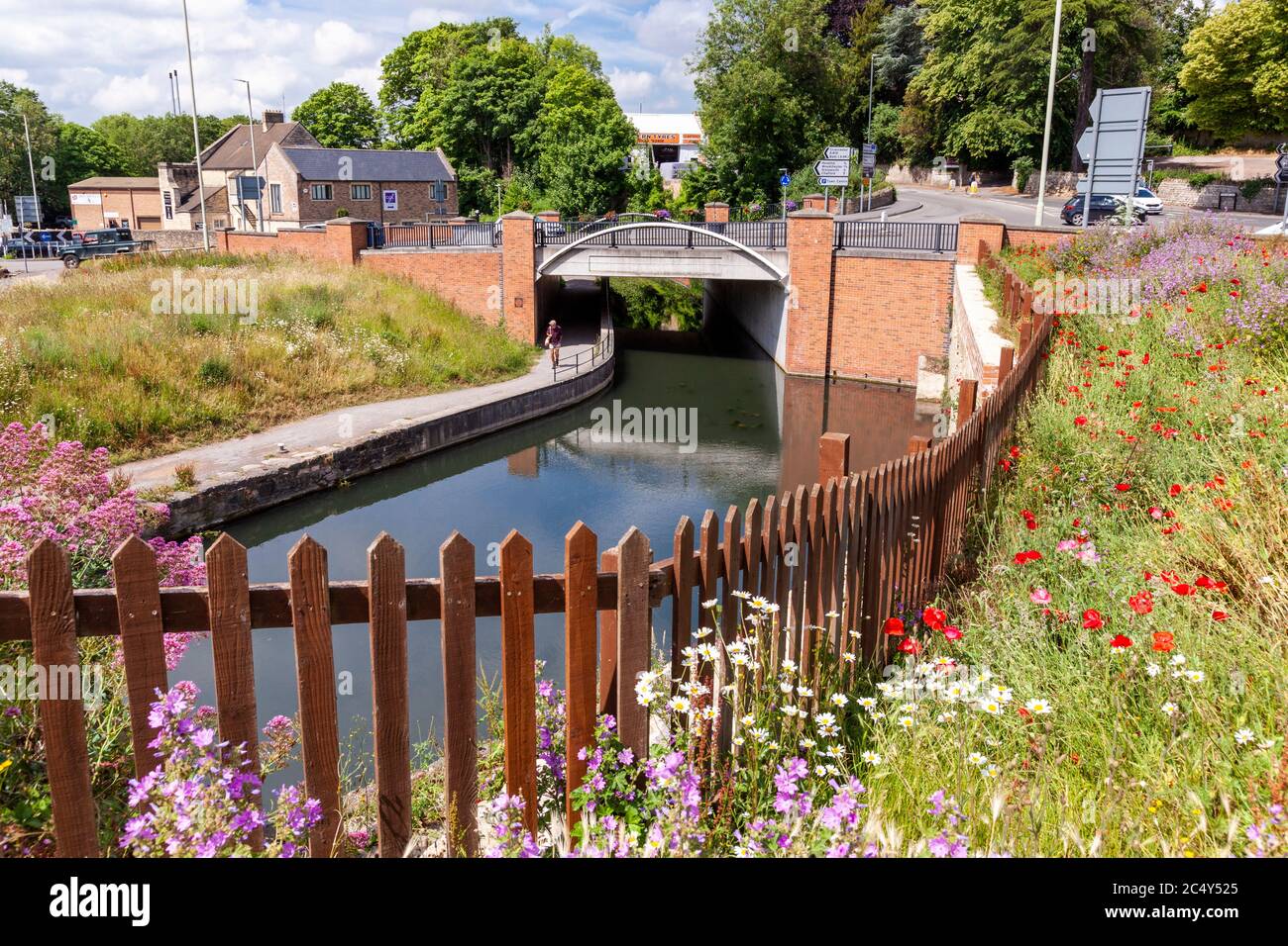 Wildblumen wachsen durch die Stroudwater Navigation (verwaltet vom Cotswolds Canal Trust) unter der A46 in Wallbridge, Stroud, Gloucestershire UK Stockfoto