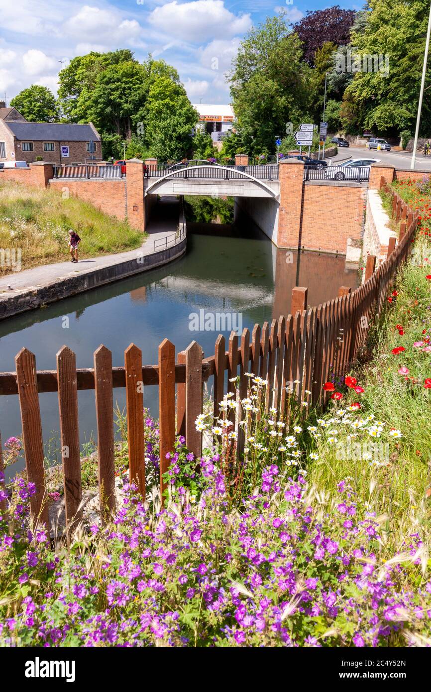 Wildblumen wachsen durch die Stroudwater Navigation (verwaltet vom Cotswolds Canal Trust) unter der A46 in Wallbridge, Stroud, Gloucestershire UK Stockfoto